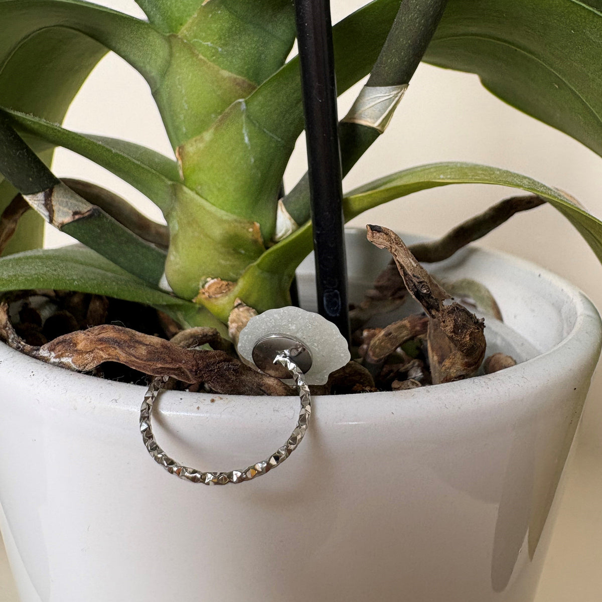 "Solo Leche Collection" Solo Concha Adjustable Ring