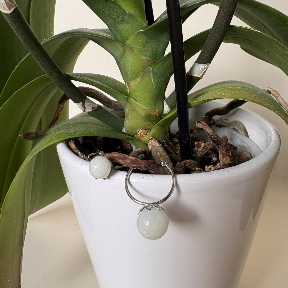 "Solo Leche Collection" Solo Perla Adjustable Ring